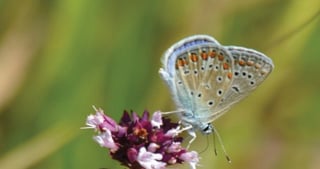 Blue butterfly on a purple flower