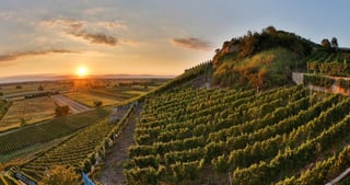 Terraced vineyards in the Kaiserstuhl region at sunset