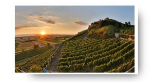 Terraced vineyards in the Kaiserstuhl region at sunset
