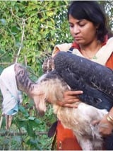 Purnima Devi Barman