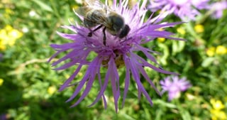 Bee on a purple knapweed flower