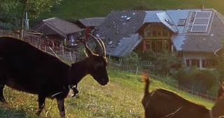 Two goats on a meadow in front of a farmhouse with solar panels