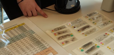 Hand pointing at a table with insect specimens on microscope slides and a data sheet